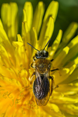 The bee pollinates a beautiful dandelion. 
