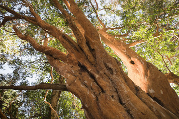 Bosque de Arrayanes