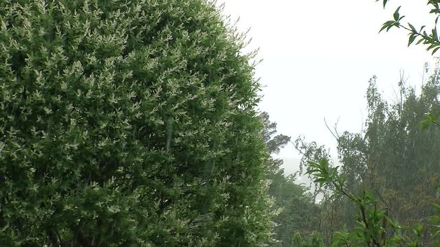 Harlekinweide im Regen