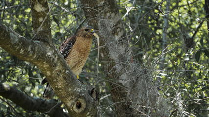 Hawk Eating Snake