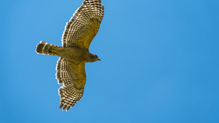 Hawk in Flight Florida
