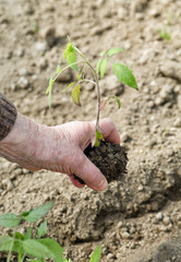 The hand of an old woman planting seedlings in the ground