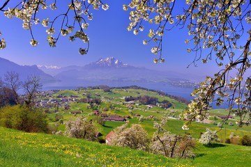 Blühende Kirschbäume bei Luzern mit Vierwaldstättersee und Pilatus