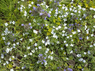 Flowering plants in the garden. 