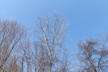 Huge trees, branches out in all directions, big blue sky, view from below