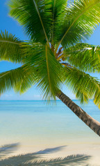 palm tree on tropical island bora bora with sandy beach