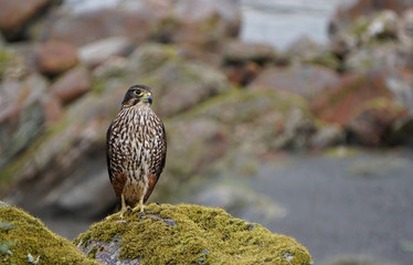 New Zealand Falcon