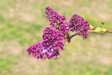 Obraz premium Lilac flower background blooming on green background