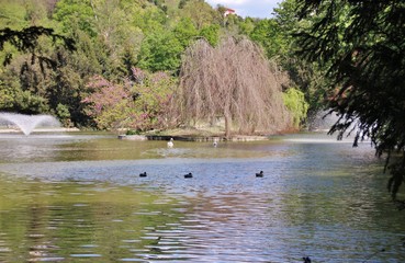 Ducks in the lake in Villa Serra Pinelli in Comago, Genoa, Italy