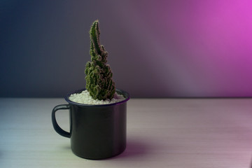 Cactus decorativo