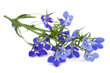 blue lobelia flowers - obrazy, fototapety, plakaty