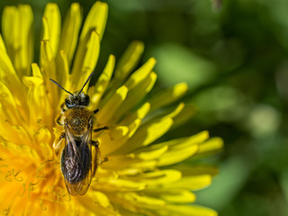 The bee pollinates a beautiful dandelion. 