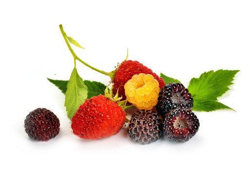 Black Yellow And Red Raspberries