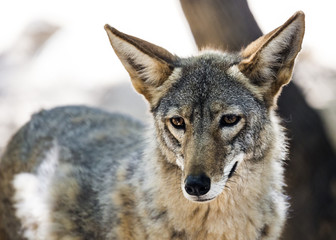 Fototapeta premium coyote 