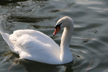Naklejka premium Cygne