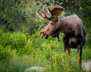 Bull Moose in Velvet Profile