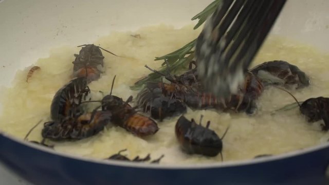 Cooking cockroaches on butter with herbs on a frying pan. Special delicacy for visitors of the gastronomy festival.