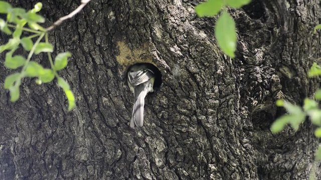 Sparrow bringing worm to nes