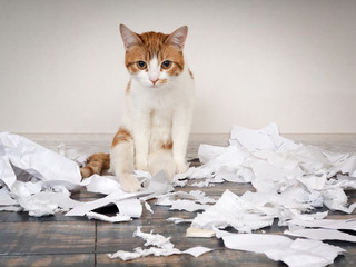 Funny cat made a mess, tore up paper
