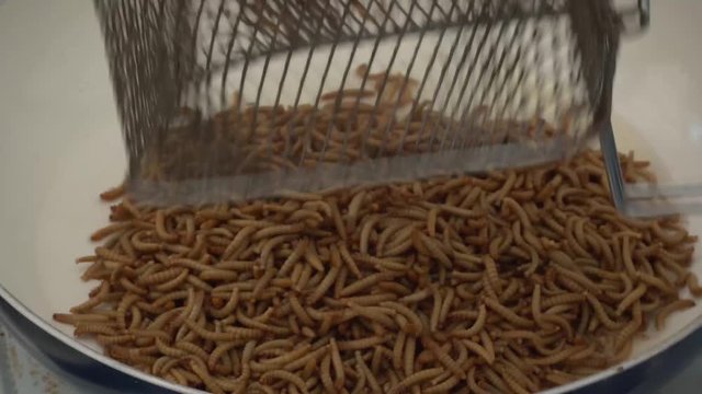 Cooking and frying of flour worms in the pan during gastronomic demonstration