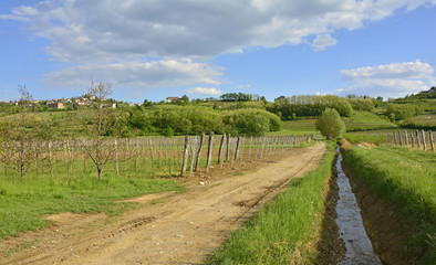 Fototapeta na wymiar The late April rural landscape around the western Slovenian town of Dobrovo. 