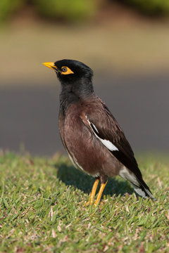 The Common Myna Bird