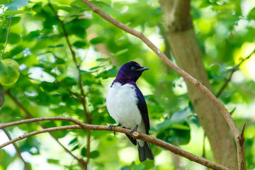 Male Amethyst Starling