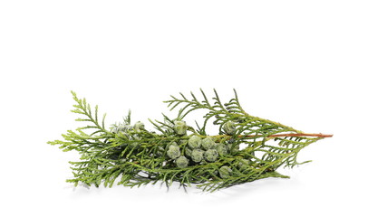 pine branch isolated on white background