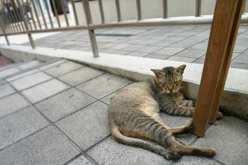 Obraz premium sleepy cat on the floor