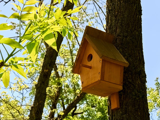 Unpainted birdhouse made of pine wood