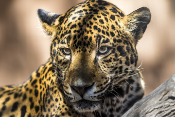 close up of a jaguar 