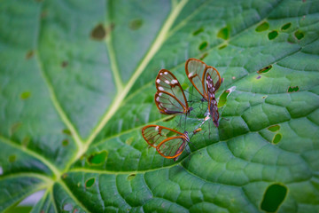 Glasswing butterflies with transparent wings on a green leaf, Panama