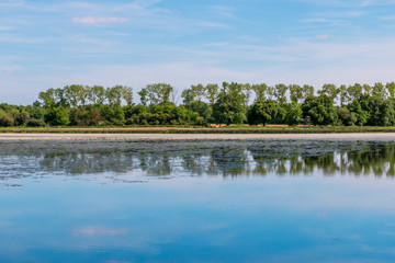 Au bord de l'étang dans les Dombes