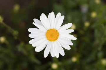 Fototapeta premium Beautiful colourful flowers in spring
