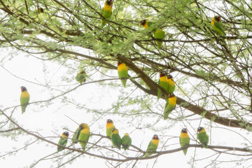 Wild Yellow-collared Lovebirds (Agapornis personatus) Perched in a Tree in Northern Tanzania