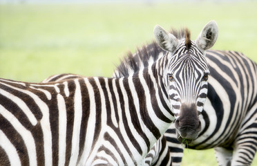 Burchell's Zebra (Equus quagga burchellii) on the Plains of the Serengeti