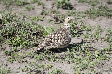 Yellow-throated Sandgrouse (Pterocles gutturalis) Resting on the Ground in Northern Tanzania