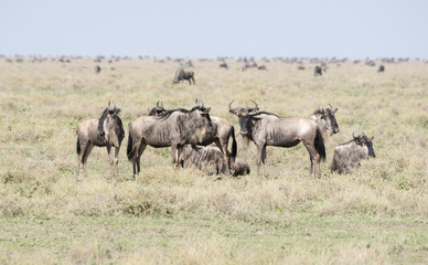Fototapeta na wymiar Blue Wildebeest or Brindled Gnu (Connochaetes taurinus) in Migration on the Plains of the Serengeti in Northern Tanzania