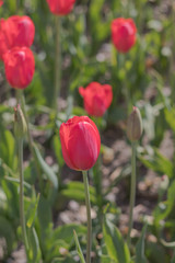 Fototapeta premium Beautiful red tulip flowers in spring