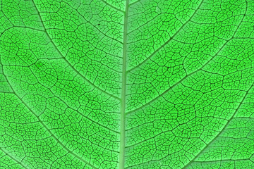 leaf texture