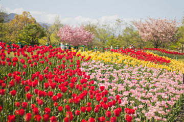 Fototapeta na wymiar tulip flowers in spring