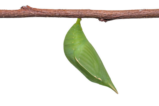Common Duffer (Discophora sondaica) pupa
