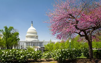 Gordijnen Het Capitool van de VS in het voorjaar, Washington DC © Daniel