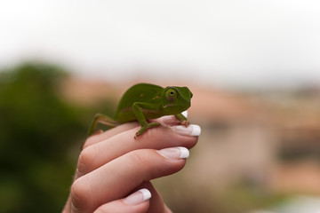 A green chameleon on the hand of a woman