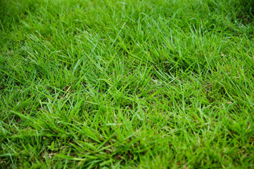 green grass backgrounds