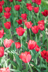 Beautiful red tulip flowers in spring