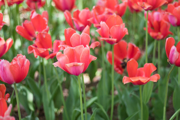 Beautiful red tulip flowers in spring
