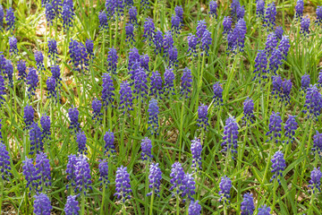 Naklejka premium Beautiful colourful flowers in spring