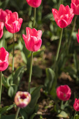 Beautiful red tulip flowers in spring