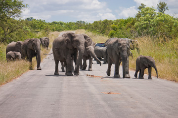 An elephant family with a calve crossing a road in Kruger Park, South Africa